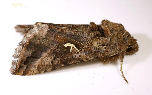 Réf. 315 876 : Autographa gamma